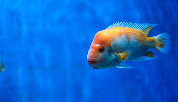 new--freshwater-fish-lounge