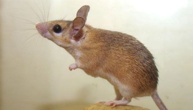 Tikus Ini Kebal Sengatan Kalajengking