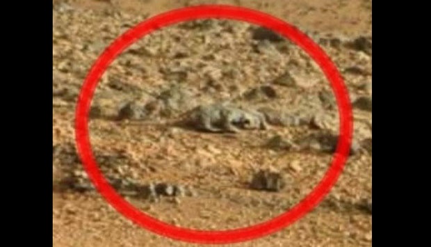 Tikus Ditemukan di Mars