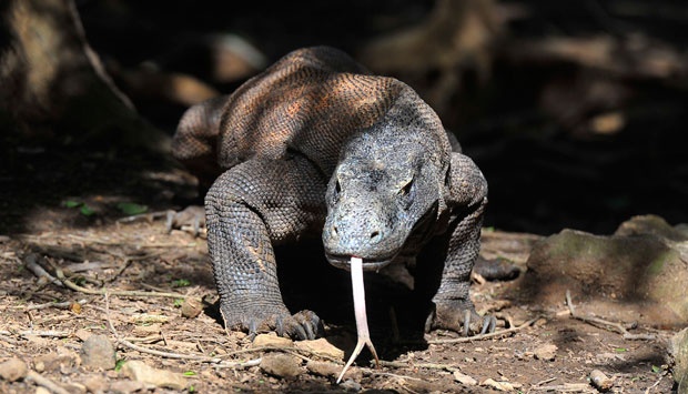 Jusuf Kalla Rela Turun Pangkat Demi Komodo