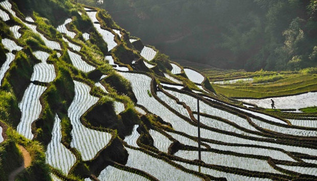 Jokowi Akan Cetak 1 Juta Hektare Sawah di Sulawesi