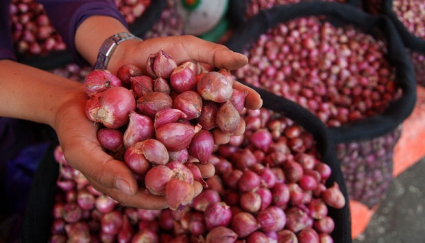 Pemerintah akan Melarang Import Bawang Merah