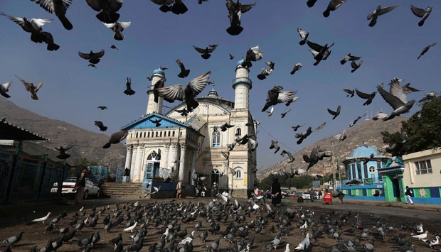 Ternyata Burung Melek Batas Kecepatan