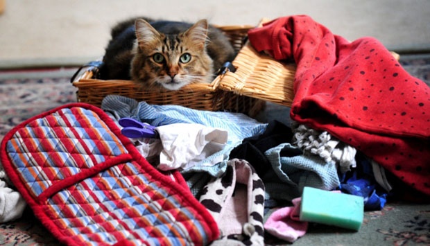 Norris, Si Kucing Pencuri Bra