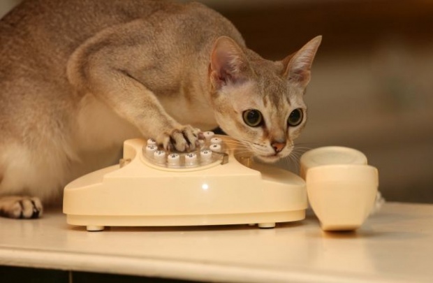 Diduga Kasus Darurat, Ternyata Kucing Main Telepon
