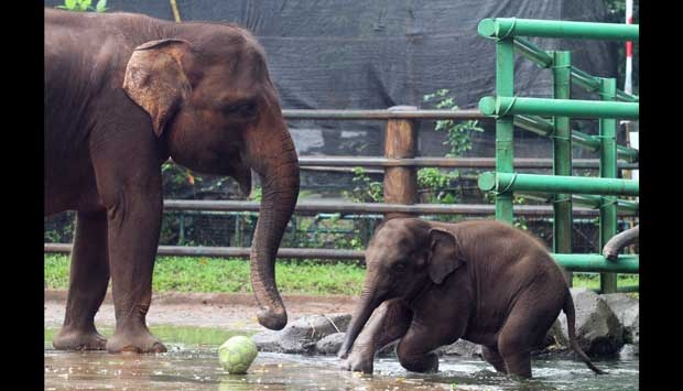 Hari Ini Ragunan Ultah ke-150, Ada Penghuni Baru