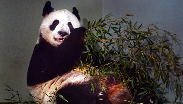 Di Cina, Menyantap Panda dan Monyet Terancam Bui
