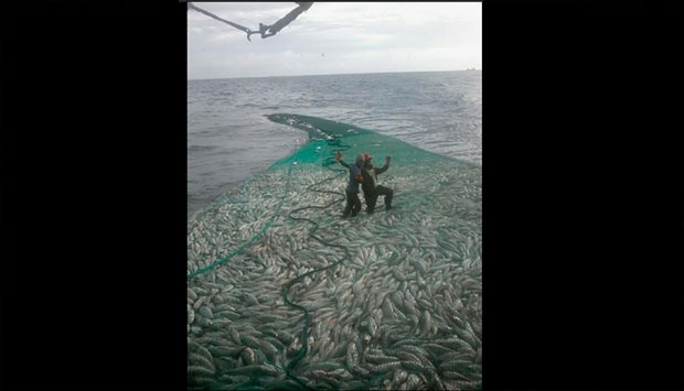 Susi Unggah 'Pulau' Ikan di Twitter, Hasil Curian?