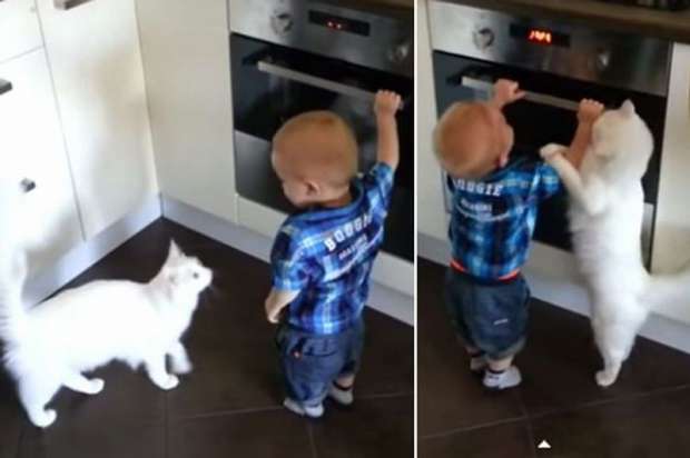 Heboh Kucing Selamatkan Bocah dari Oven Panas