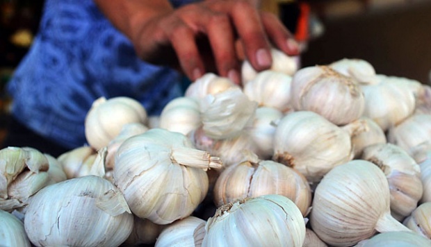 Badan Karantina: Benih Bawang Putih Asal Cina Mengandung Mikroba