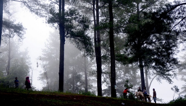 6 Rekomendasi Hutan Pinus Kece untuk Akhir Pekan Bersama Keluarga 