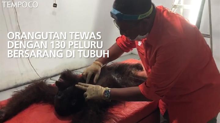 Berondong Orangutan dengan 130 Peluru, 5 Orang Ditangkap
