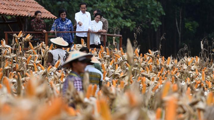 murai-batu-milik-jokowi-kalah-di-lomba-burung-berkicau