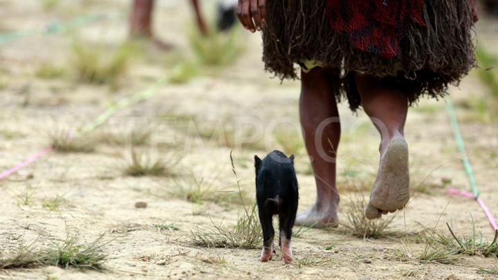 Unik, Karapan Anak Babi di Wamena Papua