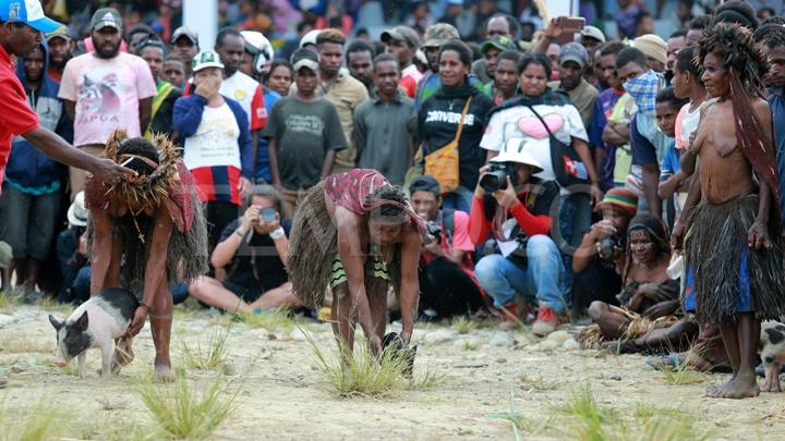 Unik, Karapan Anak Babi di Wamena Papua