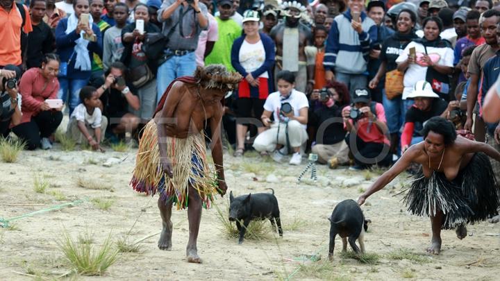 Unik, Karapan Anak Babi di Wamena Papua