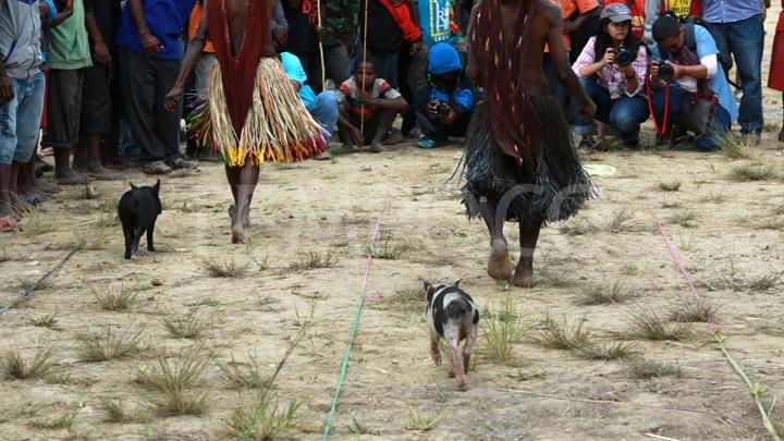 Unik, Karapan Anak Babi di Wamena Papua