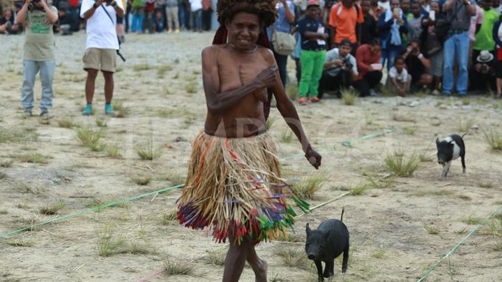 Unik, Karapan Anak Babi di Wamena Papua