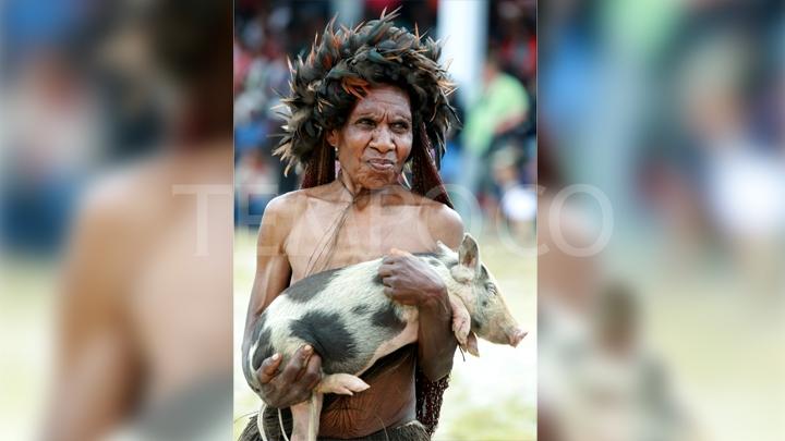 Babi Dianggap Sebagai `Anak Kedua` Bagi Ibu- ibu di Wamena papua