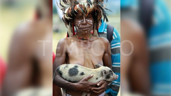 Babi Dianggap Sebagai `Anak Kedua` Bagi Ibu- ibu di Wamena papua