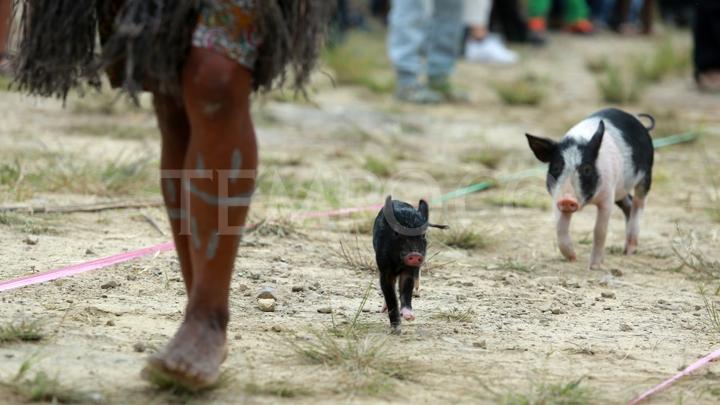 Babi Dianggap Sebagai `Anak Kedua` Bagi Ibu- ibu di Wamena papua