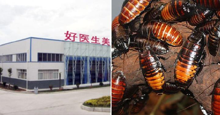 Peternakan Kecoa di Cina Produksi 6 Miliar Ekor per Tahun