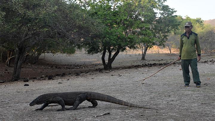 Rencana Wisata Eksklusif Pulau Komodo Semoga Efektif
