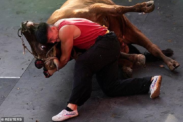 etnis-hui-cina-berlatih-gulat-dengan-banteng-seperti-apa