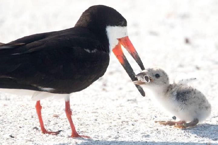 Miris, Induk Burung Beri Makan Anaknya dengan Puntung Rokok