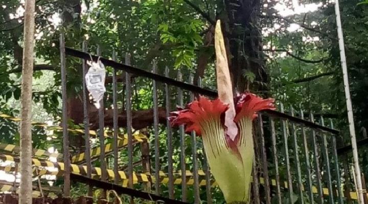 bunga-bangkai-asli-sumatra-mekar-di-kebun-raya-pennsylvania-as
