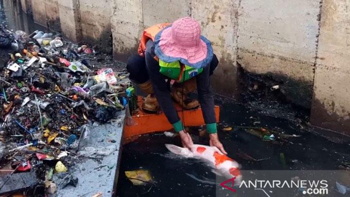 Petugas DKI Temukan Ikan Koi Mahal Saat Bersihkan Sampah Banjir