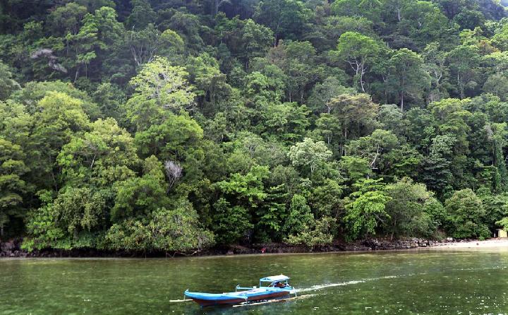Civil Society Groups Urge EU to Consider Papua Deforestation Crisis