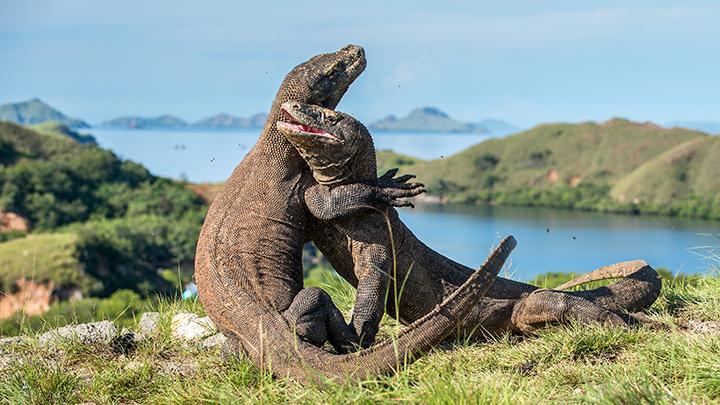 Mengejutkan, Studi ANU Sebut Komodo Berasal dari Australia 