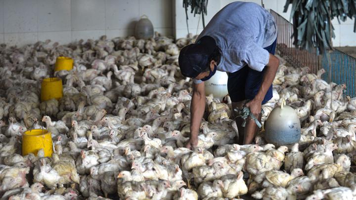 peternak-demo-lantaran-harga-ayam-terlalu-murah-akan-ada-bumn-serap-hasil-produksi