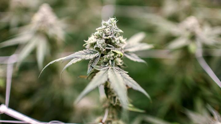 OPM Tak Permasalahkan Ladang Ganja Egianus Kogoya