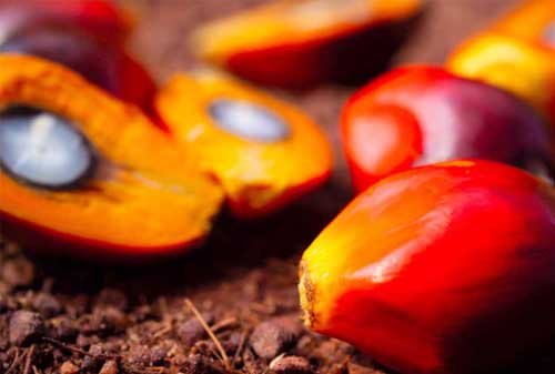 Pertamina Resmi Uji Coba BBM 100% dari Minyak Sawit