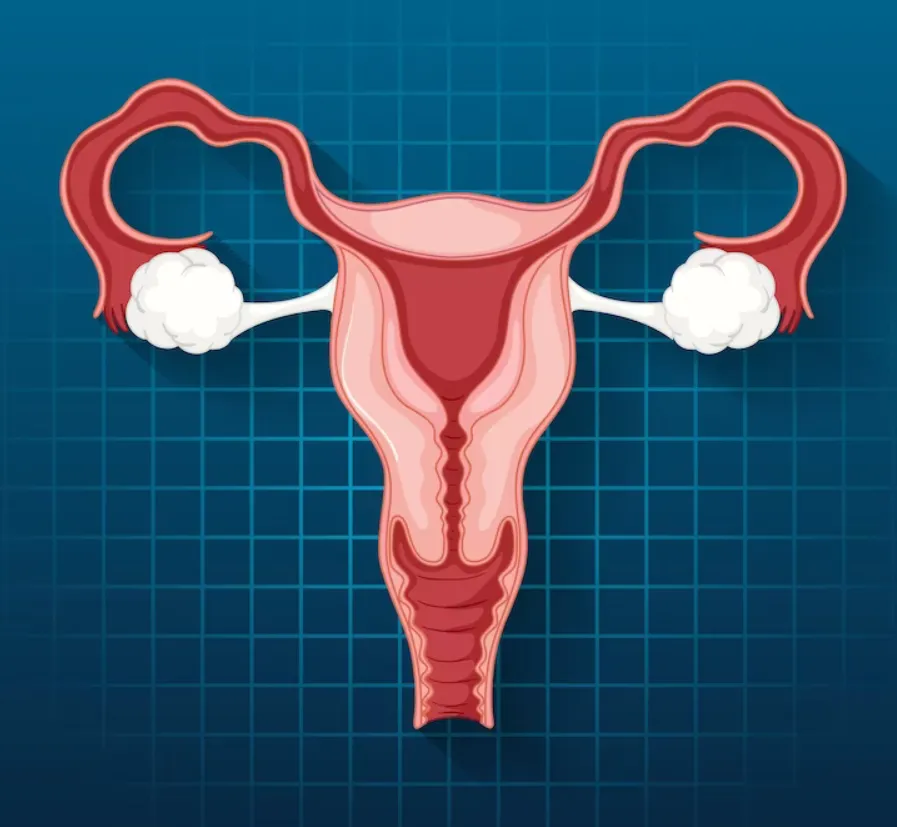 5-fakta-tentang-ovarium-yang-harus-diketahui-setiap-wanita