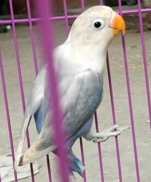 Ciri Lovebird Pasvio Beserta Harganya