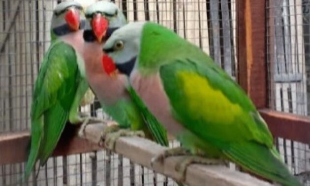 Harga Burung Betet