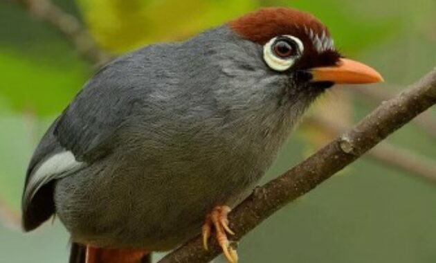 Burung Poksay Mandarin