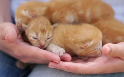 Bagaimana Merawat Bayi Kucing Tanpa Induk
