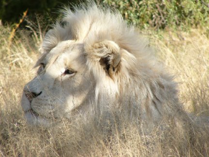 Singa Putih, Wow!!