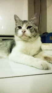 share-shalawat-khitab-berbagi-pengalamanyu