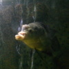 clinic-buat-tanya-jawab-penyakit2-ikan-hias
