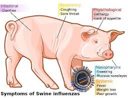 Waw ! 10 Alasan Kenapa Babi Haram dimakan