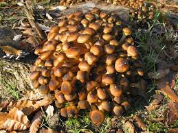 Magic Mushroom Narkotika Golongan 1