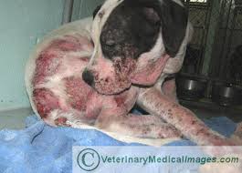 Waspadai Demodex, Parasit Perusak Kulit (Must see)