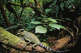 11 Objek Wisata Indonesia Yang Berstatus World Heritage - Part 2