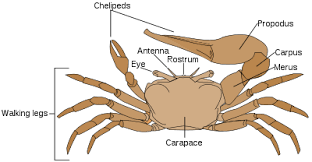 Kepiting Uca (Fiddler Crab) Yang Unik Dan Menawan