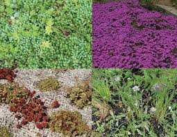 Green Roof, Taman-taman Hijau di atas Atap Bangunan 